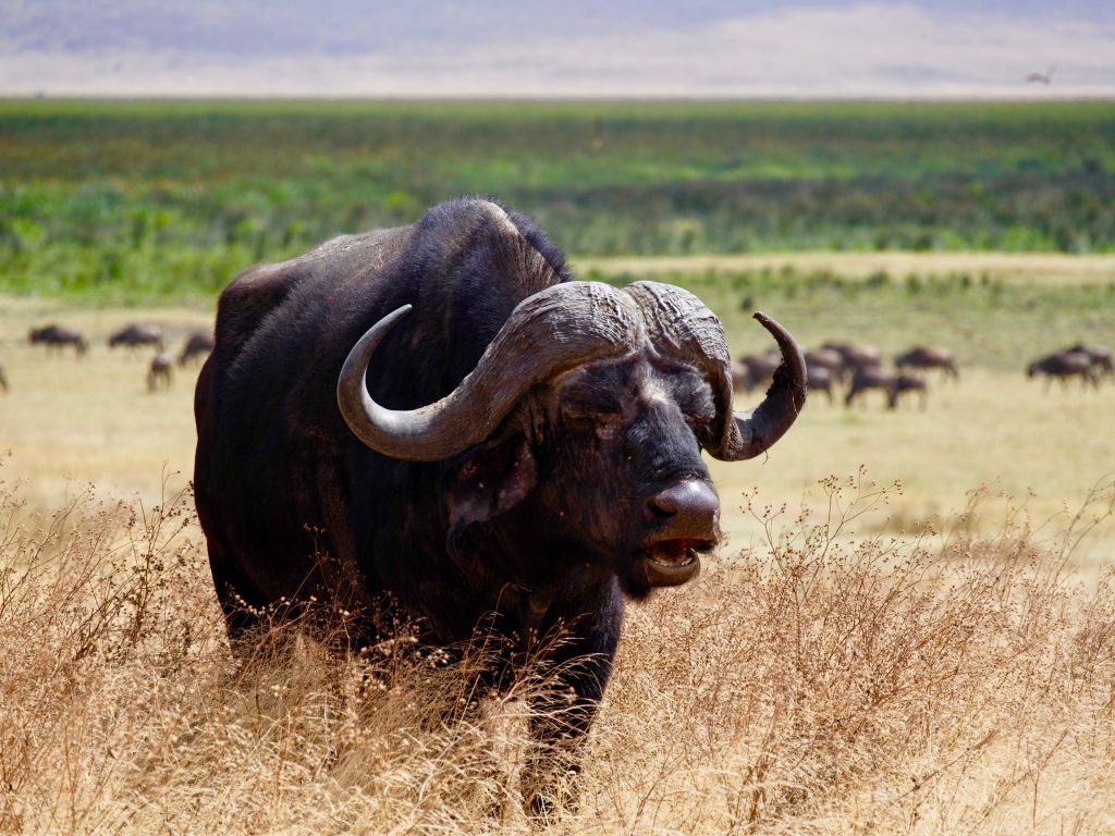 Buffalo on the Plains wallpaper