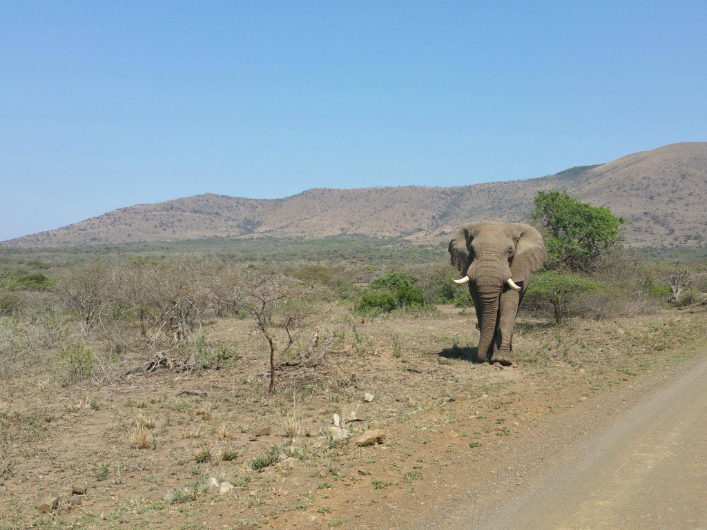 Bull Elephant Umfolozi Game Reserve South Africa wallpaper
