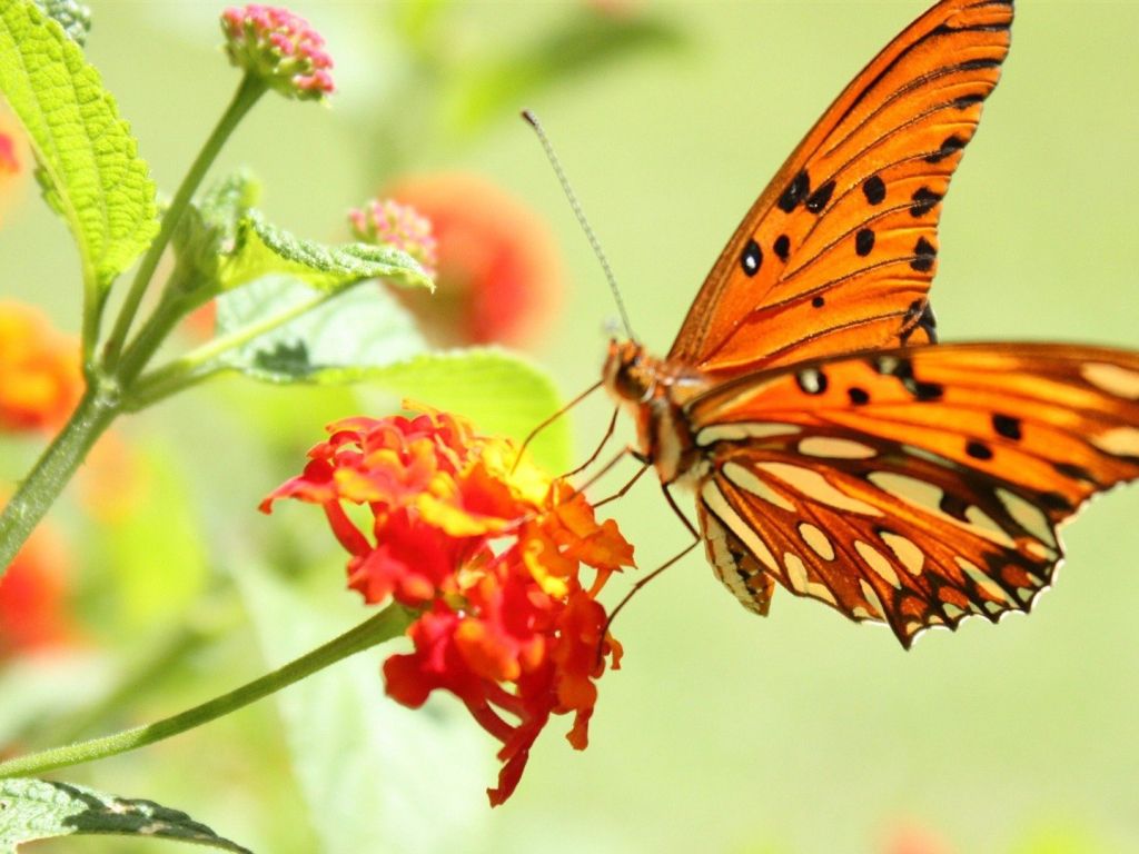 Butterfly and Flower Beautiful wallpaper
