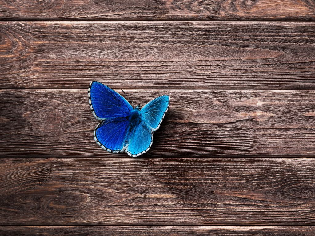 Butterfly Surface wallpaper