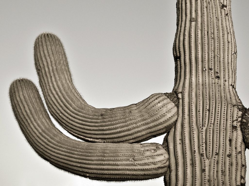 Cactus Needles wallpaper