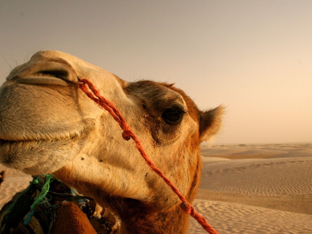 Camel Closeup wallpaper