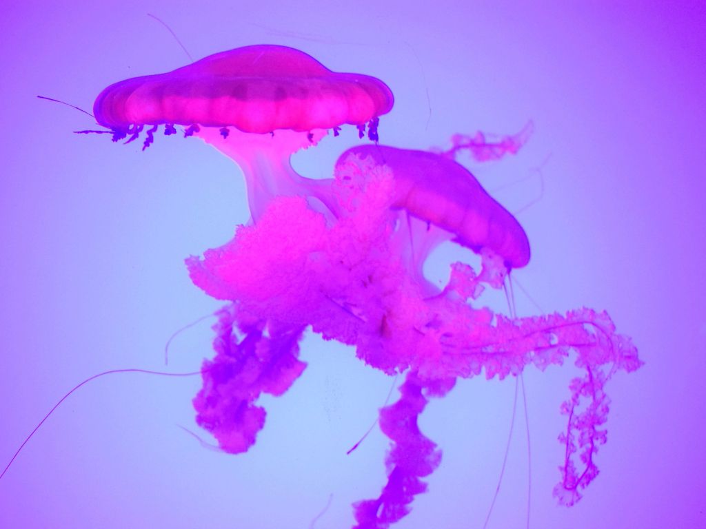 Canadian Jellyfish wallpaper