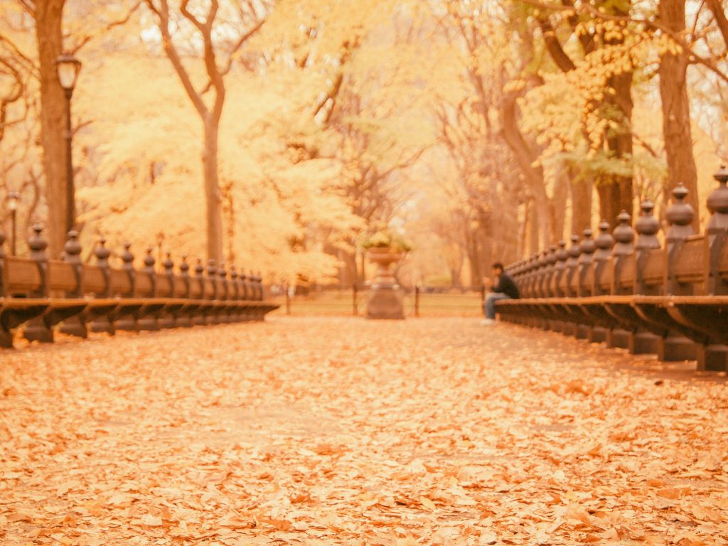 Carpet of Leaves by Vivienne Gucwa wallpaper