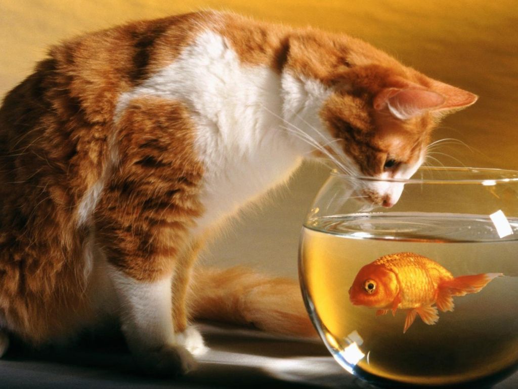 Cat and Fish wallpaper