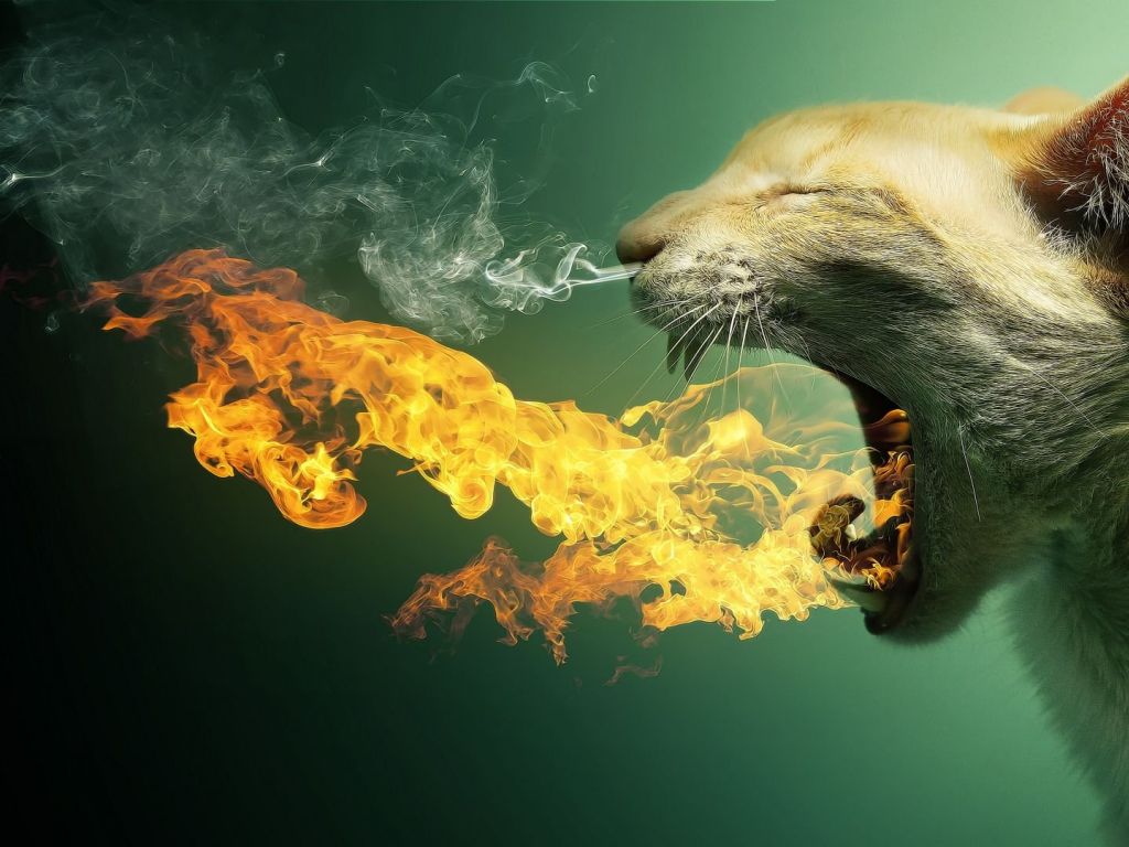 Cat Breathing Fire wallpaper
