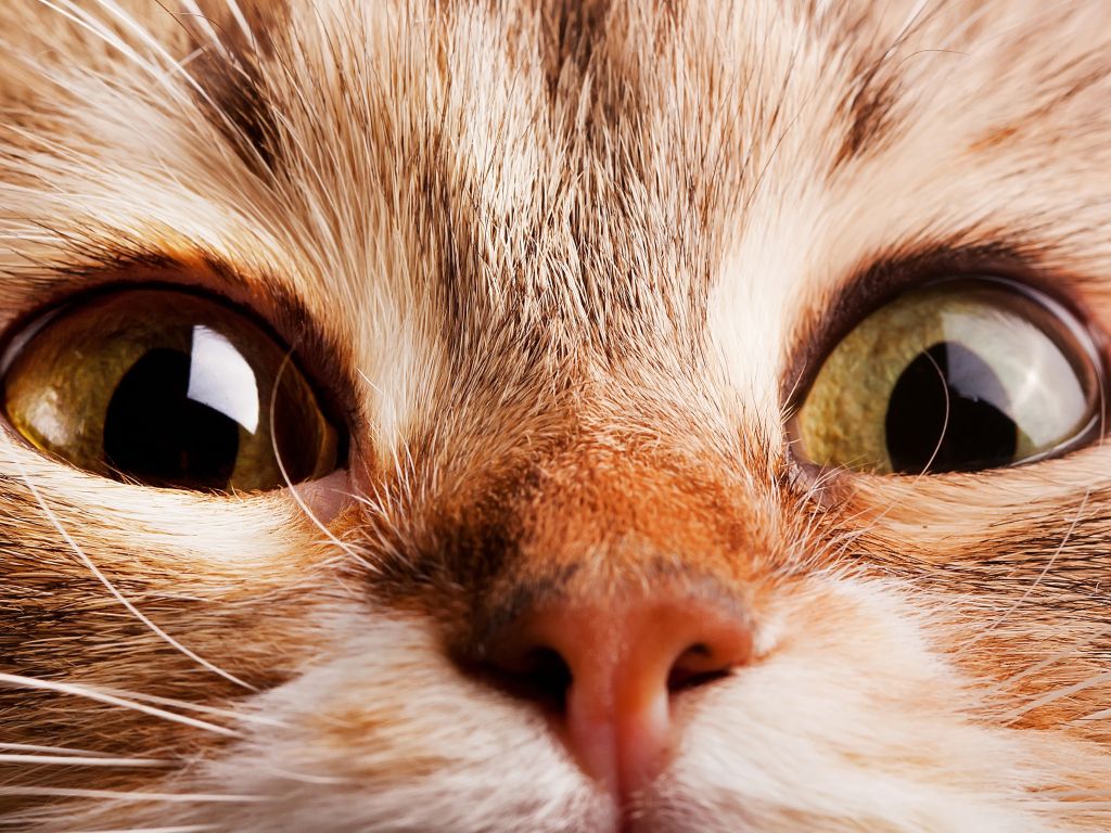 Cat Closeup wallpaper
