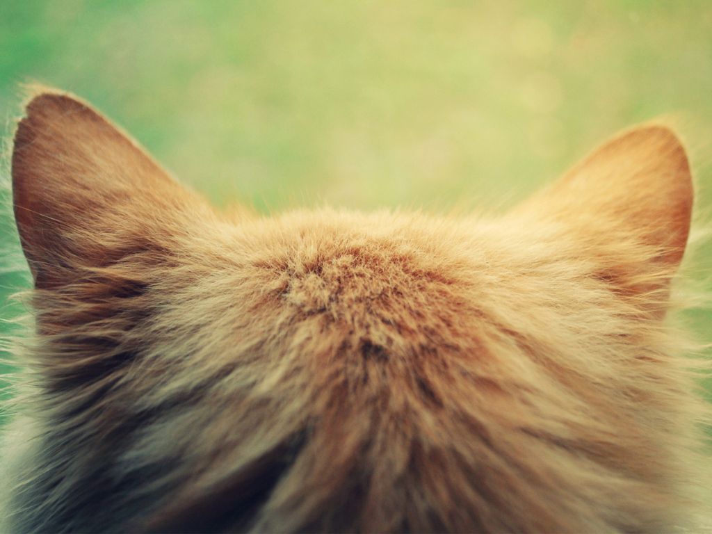 Cat Ears Closeup wallpaper