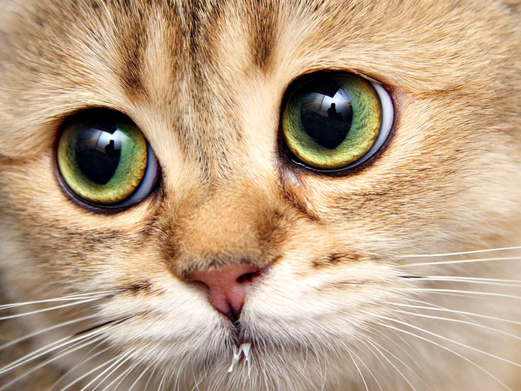 Cat Eyes 5781 wallpaper