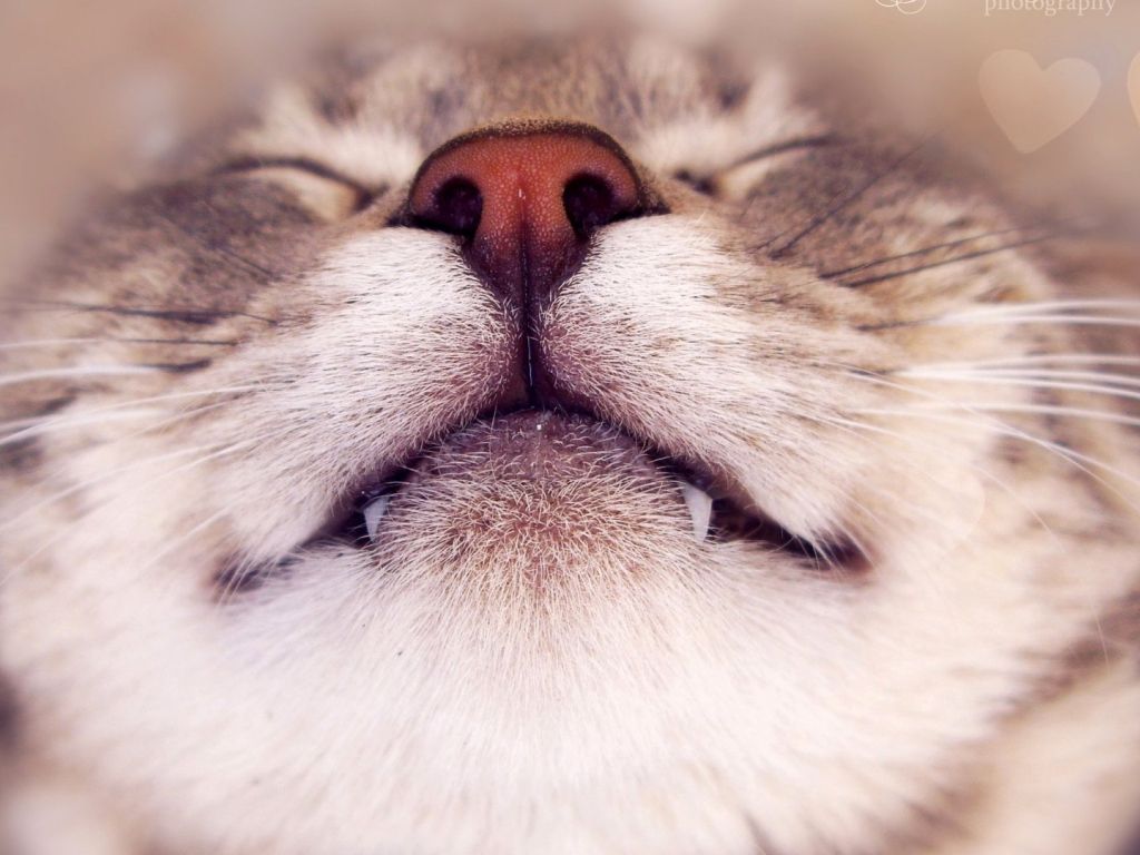 Cat Face Happy wallpaper