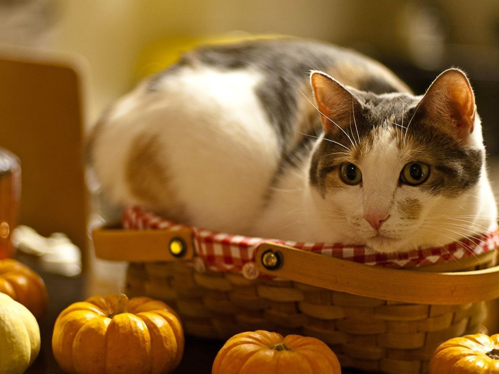 Cat in a Basket wallpaper