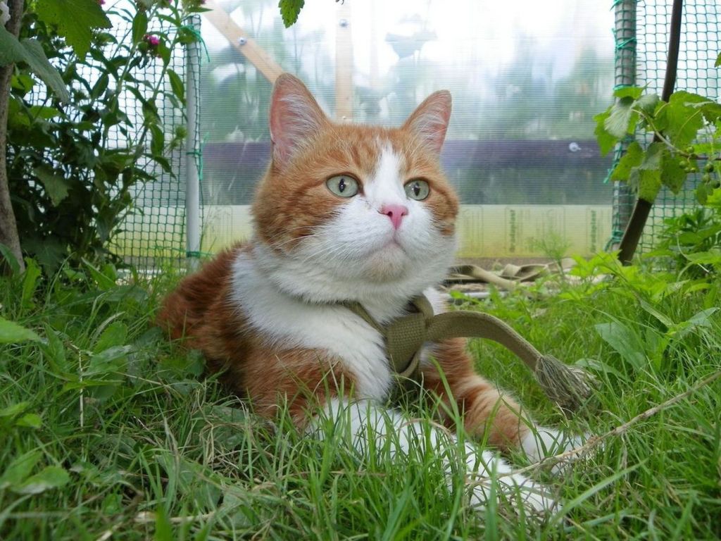 Cat in Grass wallpaper