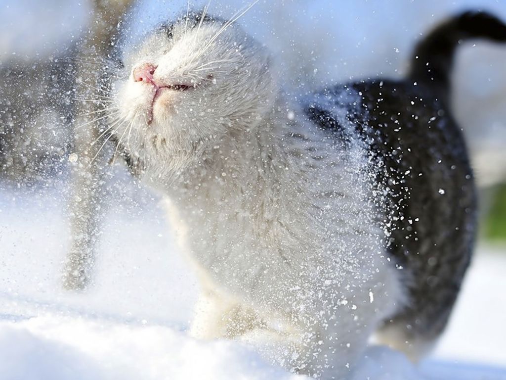 Cat In Snow 8626 wallpaper
