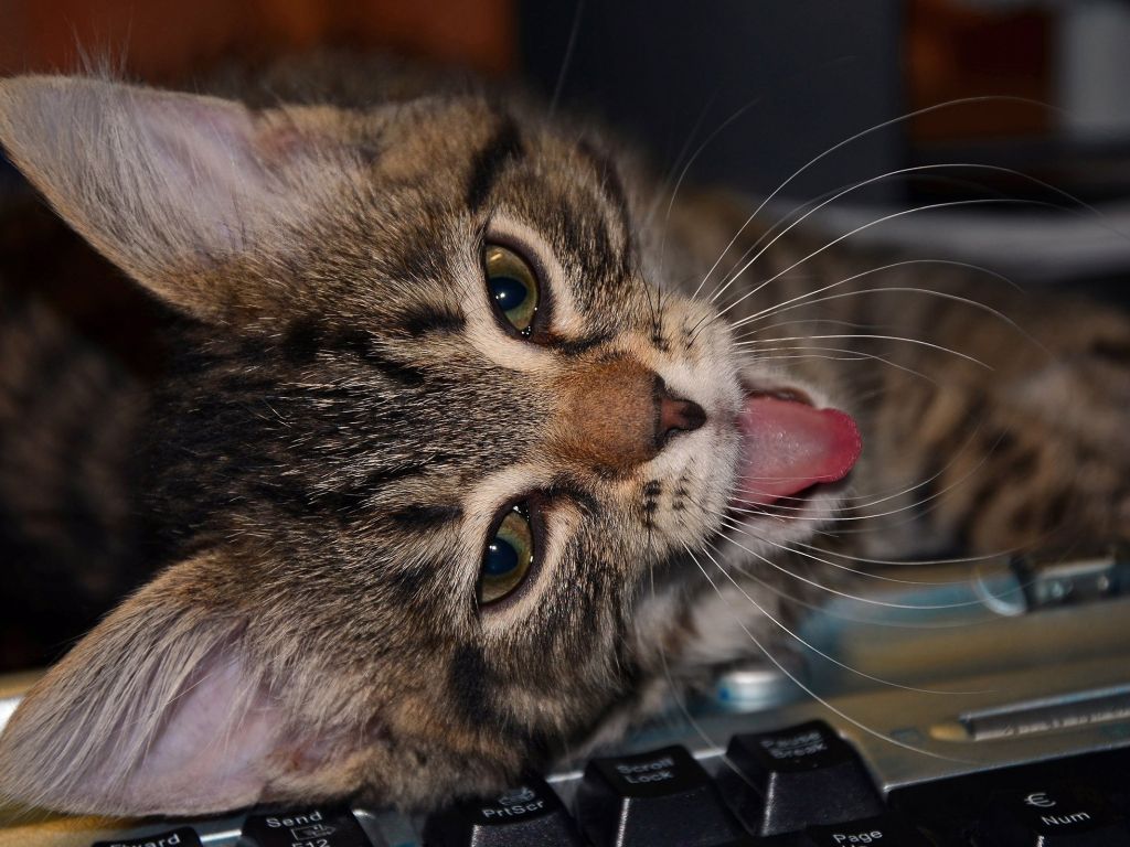 Cat on Keyboard wallpaper