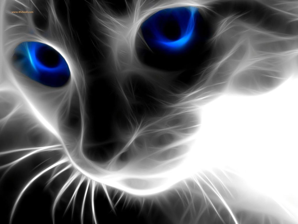 Cat With Blue Eyes wallpaper