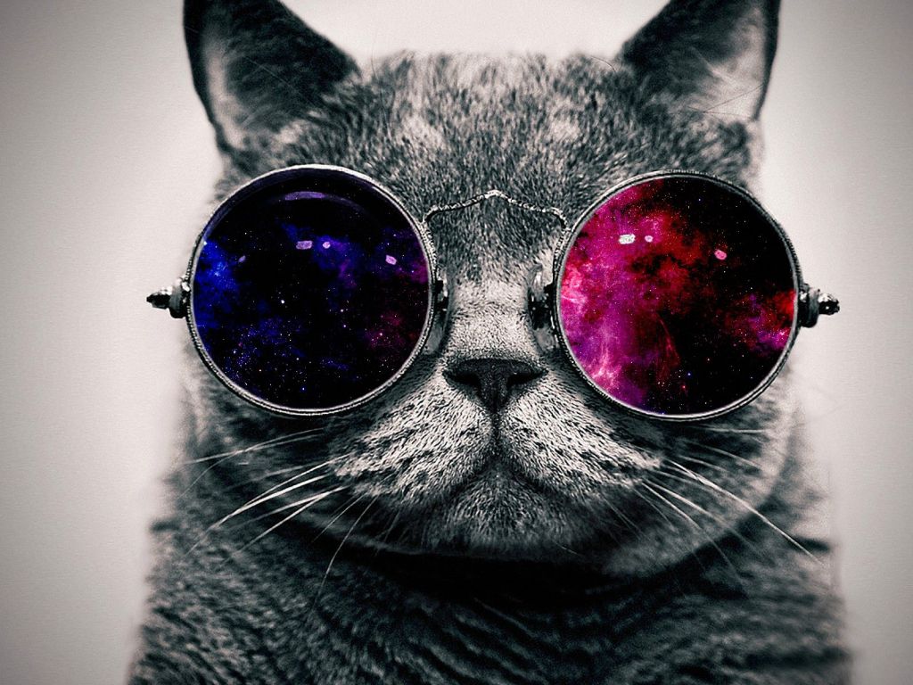 Cat With Glasses 2786 wallpaper