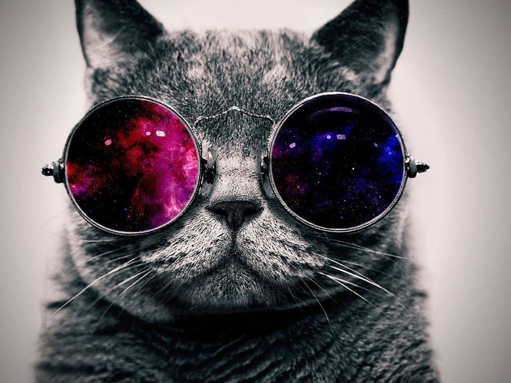 Cat With Sunglasses wallpaper