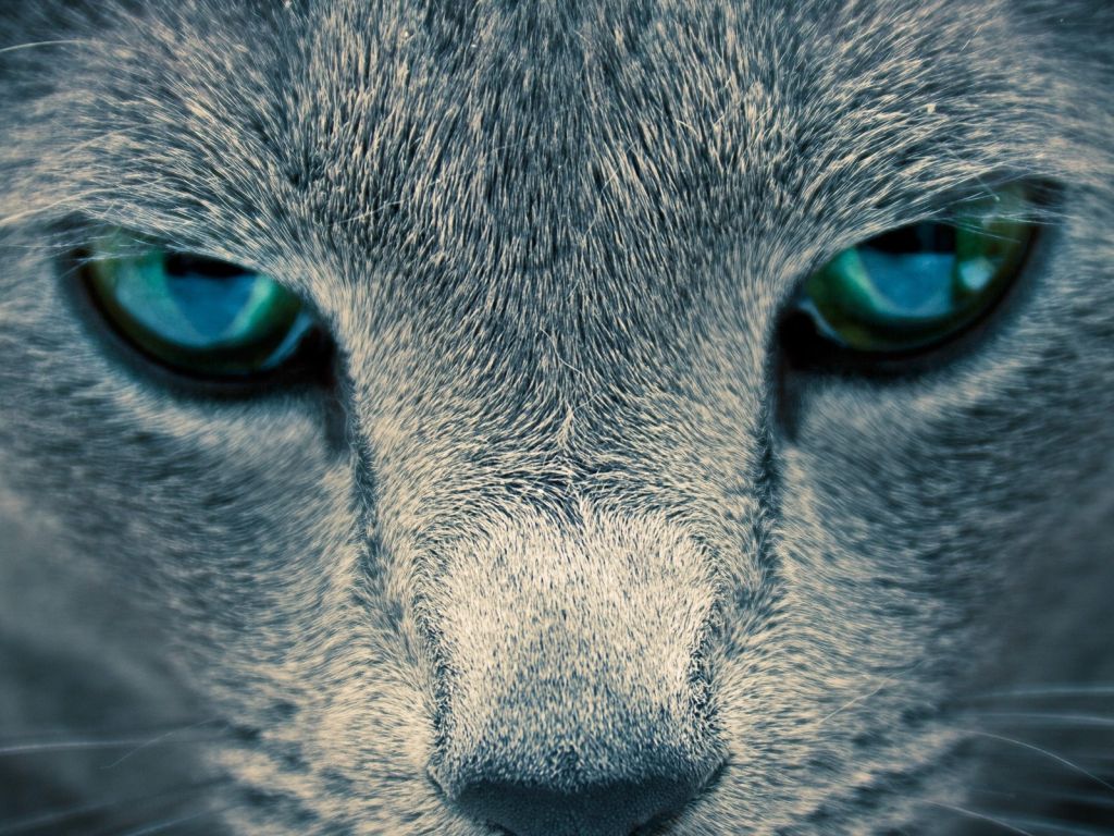 Cats Eyes wallpaper