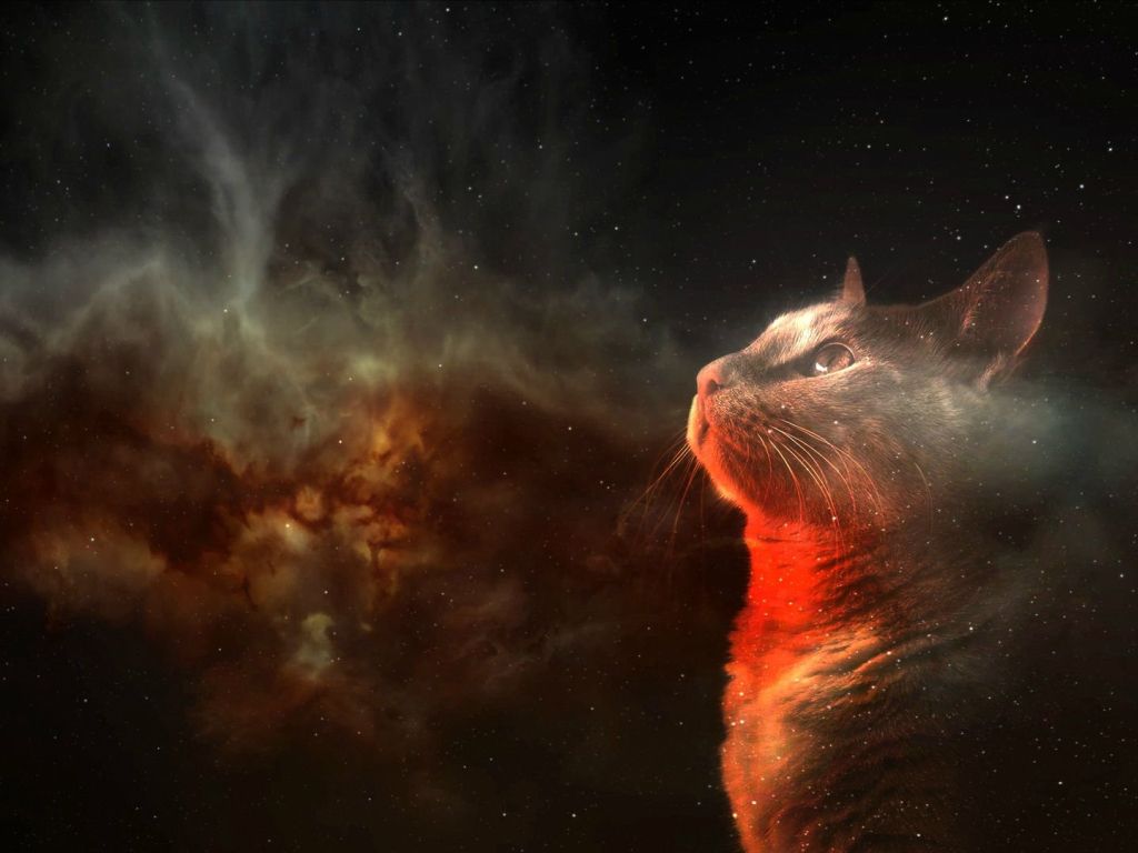 Cats in Space wallpaper