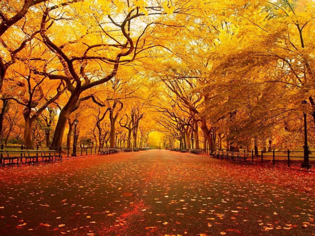 Central Park New York wallpaper