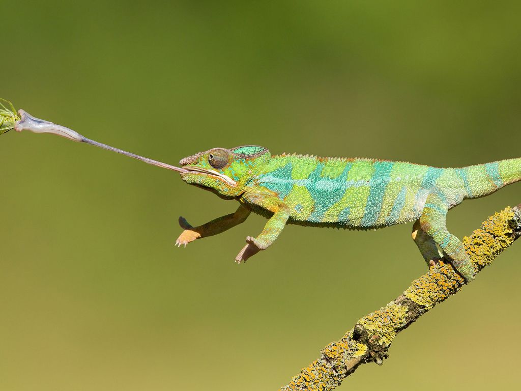 Chameleon Hunting on Insects Animals With Long Tongues Changing Color wallpaper