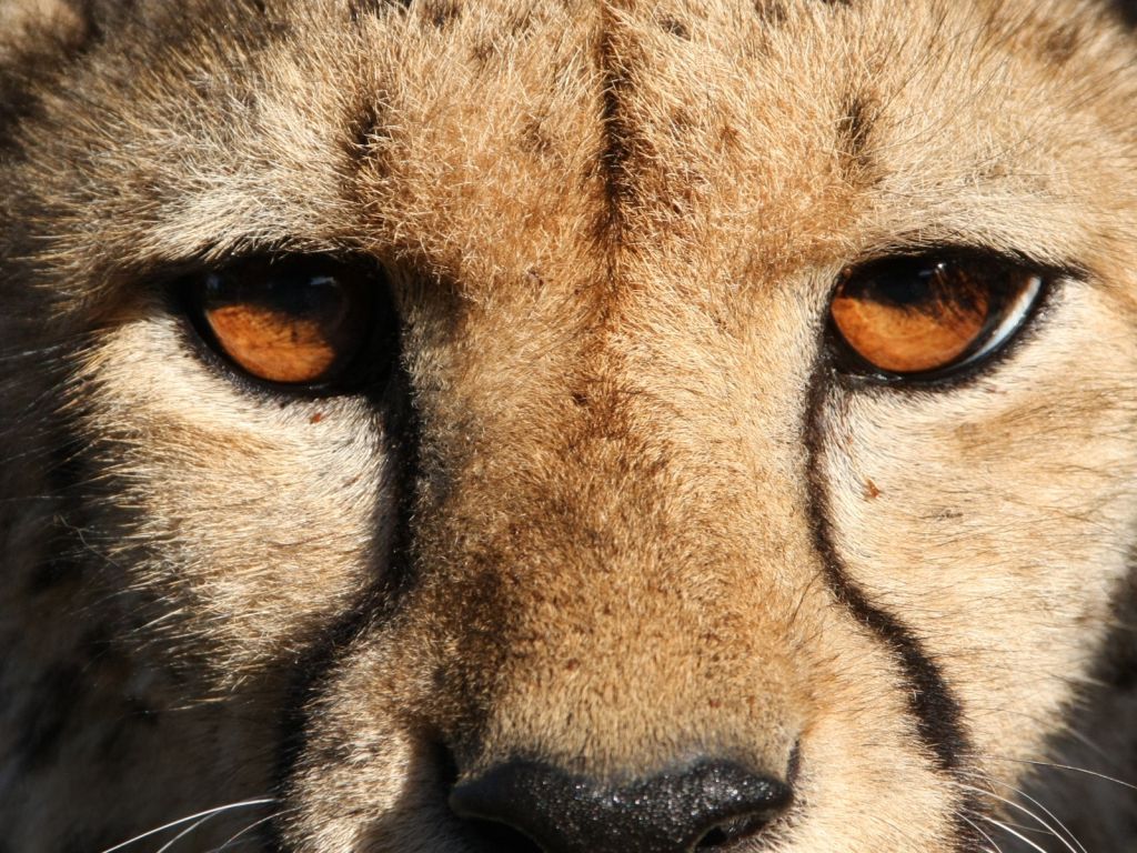 Cheetah Eyes wallpaper