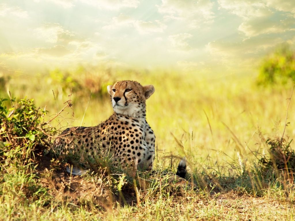 Cheetah Savanna Africa wallpaper