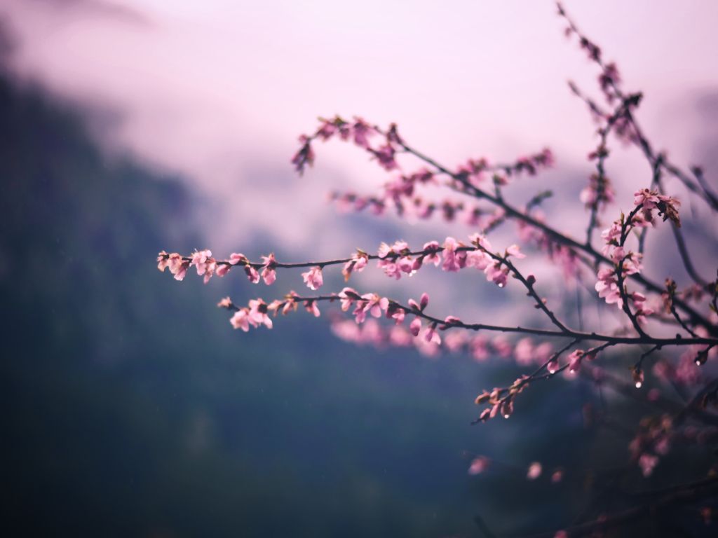 Cherry Blossom wallpaper