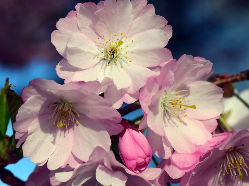 Cherry Blossom Flowers wallpaper