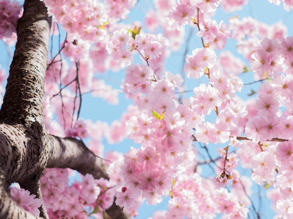 Cherry Blossom Tree wallpaper