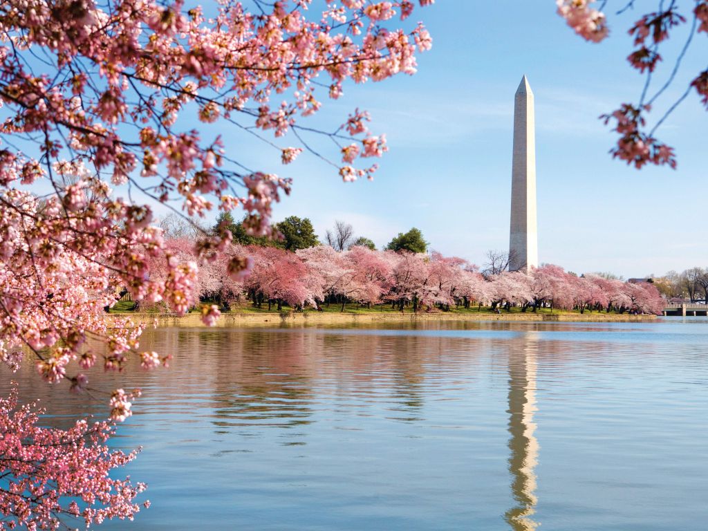 Cherry Blossoms DC wallpaper