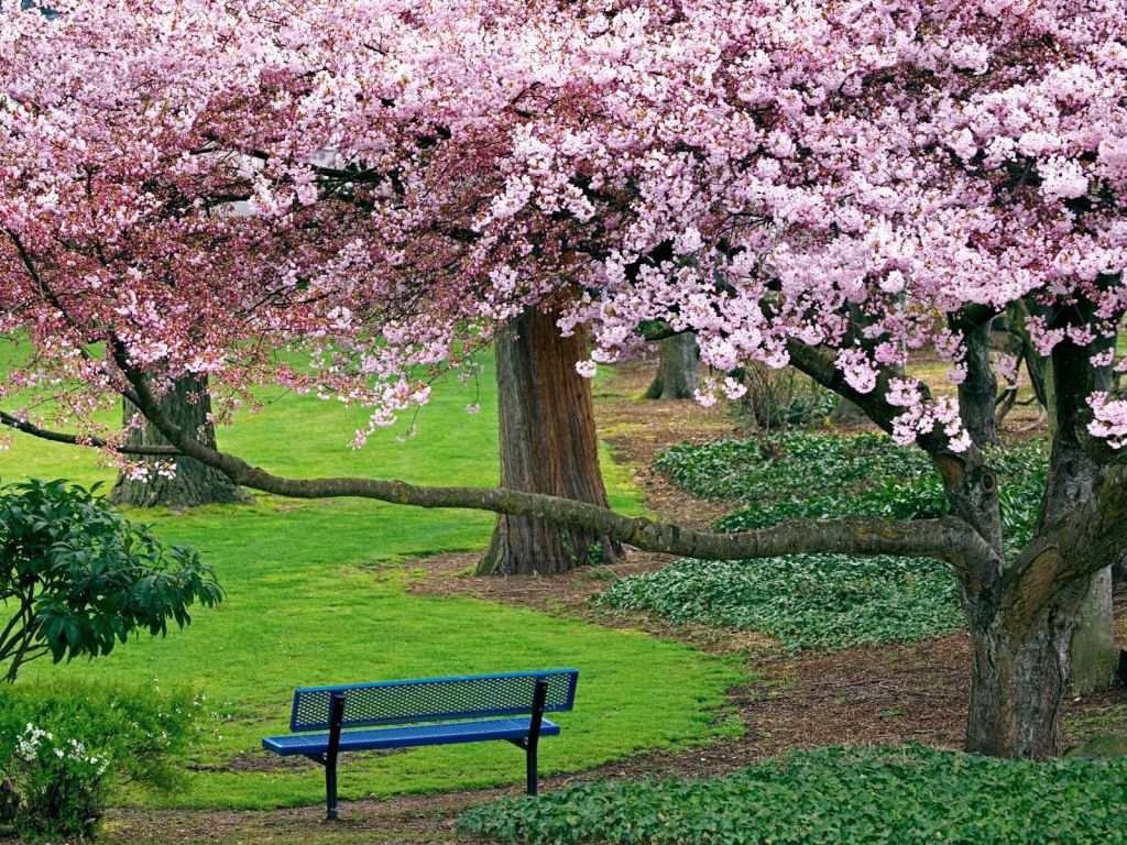 Chill Out Cherry Blossom wallpaper