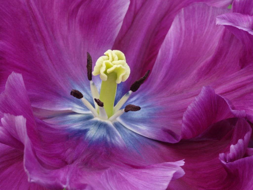 Close Up of a Purple Tulip wallpaper