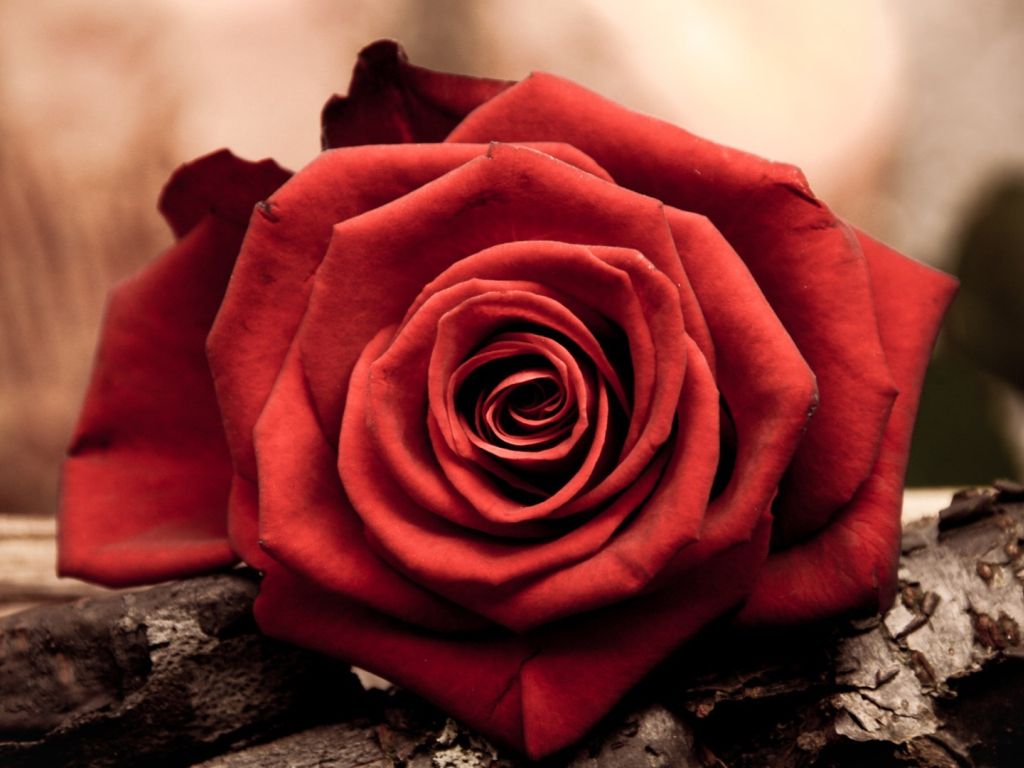 Close Up Of A Red Rose Flower wallpaper