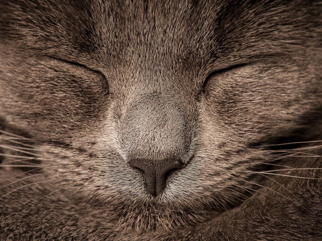 Closeup Cat wallpaper