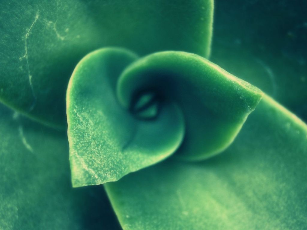 Closeup of a Plant wallpaper