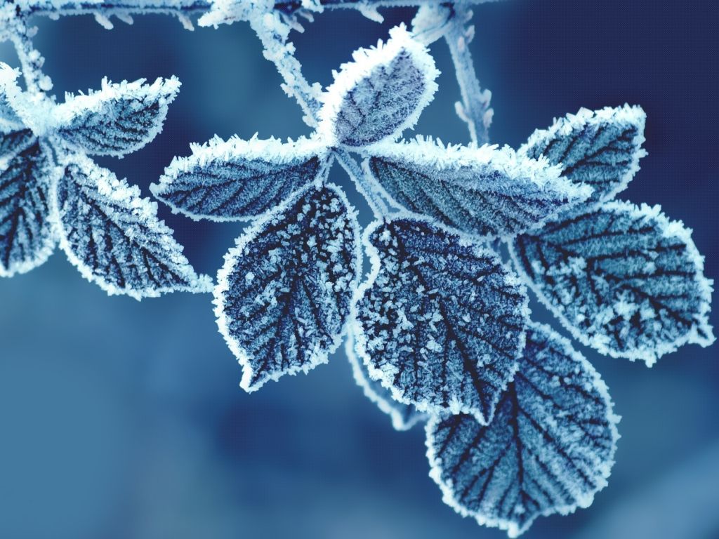 Cold Leaves wallpaper