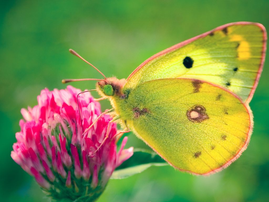 Colias Hyale Butterfly wallpaper