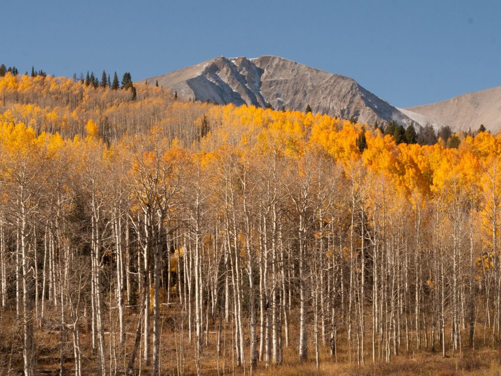 Colorado Gold Mt Sopris Near Carbondale Colorado wallpaper