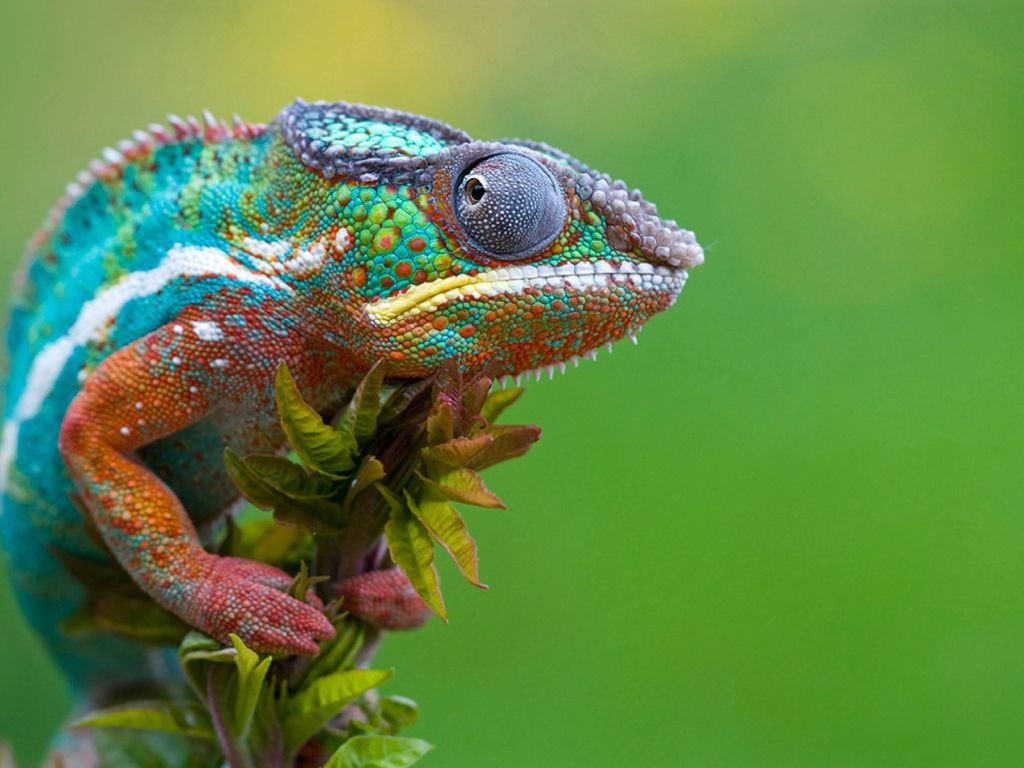 Colorful Chameleon wallpaper