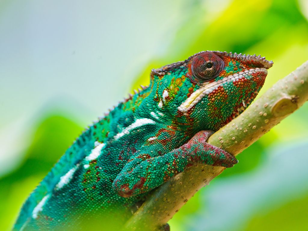 Colorful Chameleon 4K wallpaper