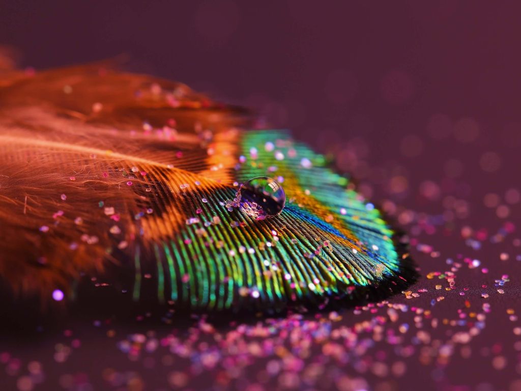 Colorful Feather wallpaper
