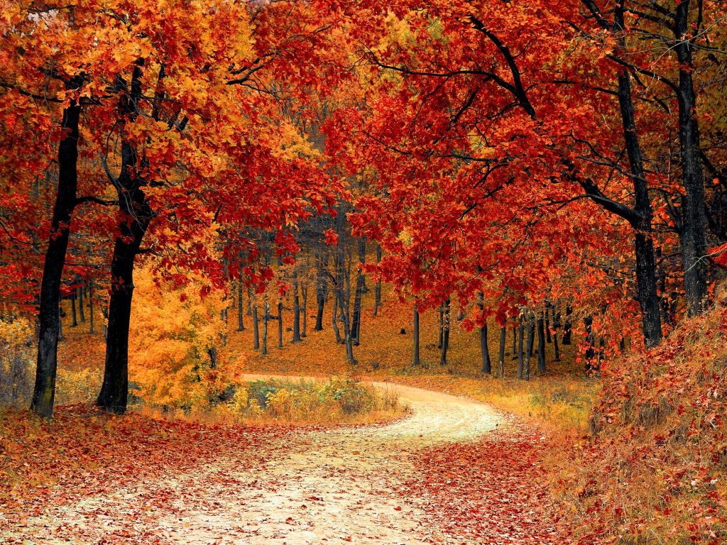 Colorful Forest in Autumn wallpaper