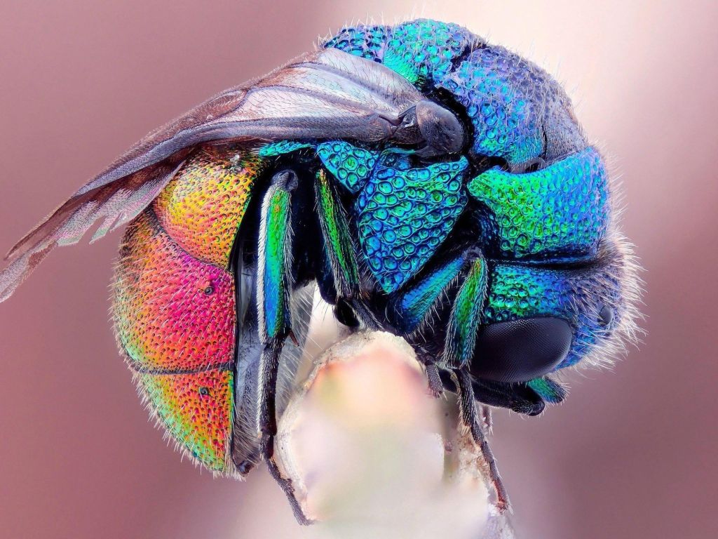 Colorful Insect wallpaper