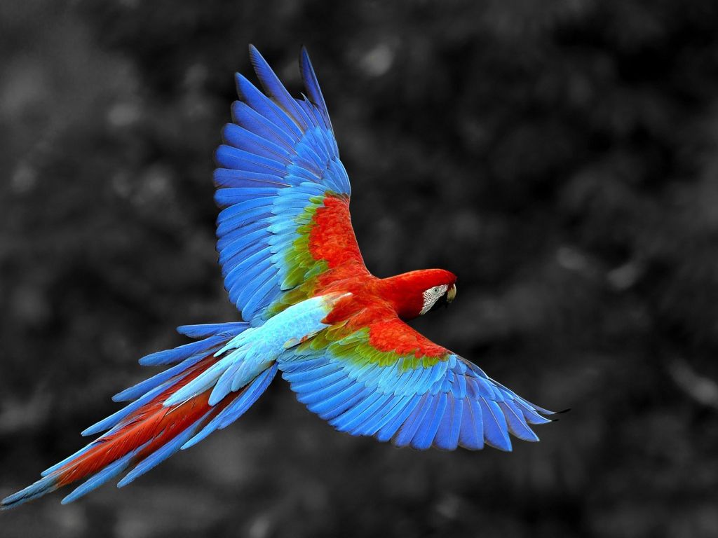 Colorful Macaw wallpaper