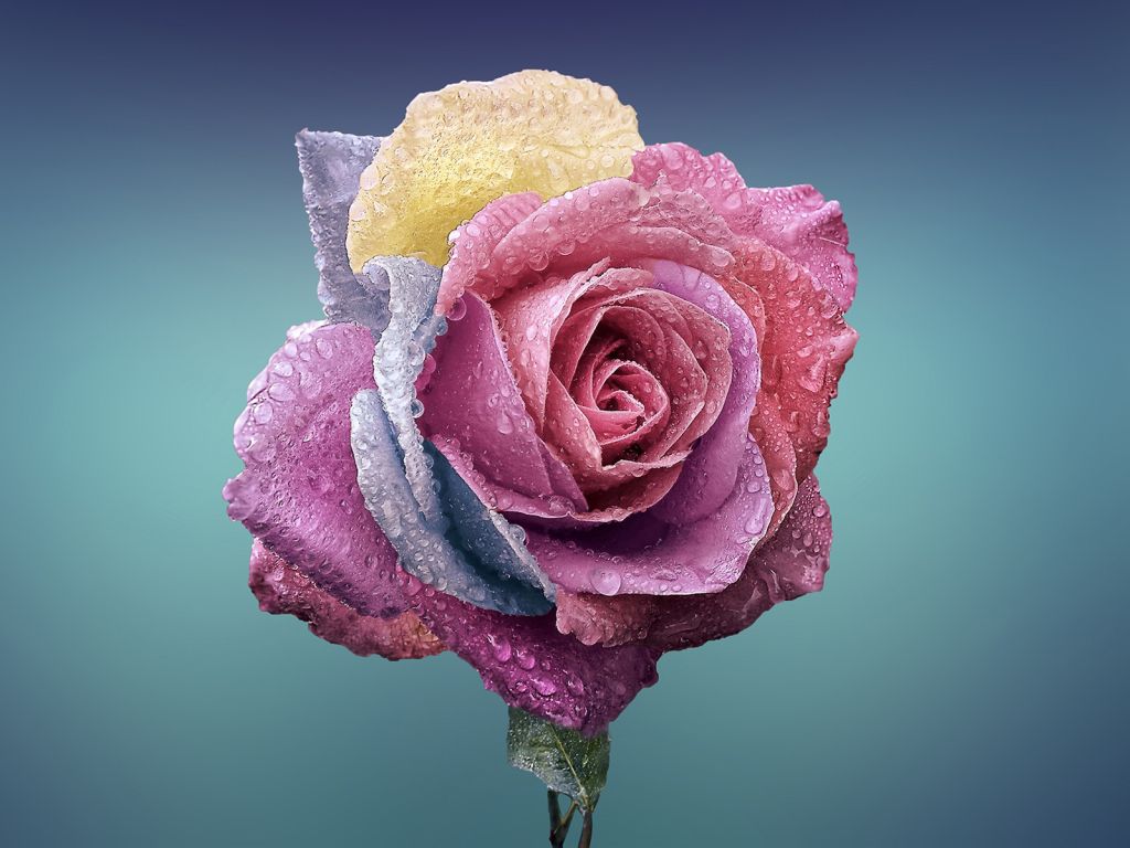 Colorful Rose wallpaper