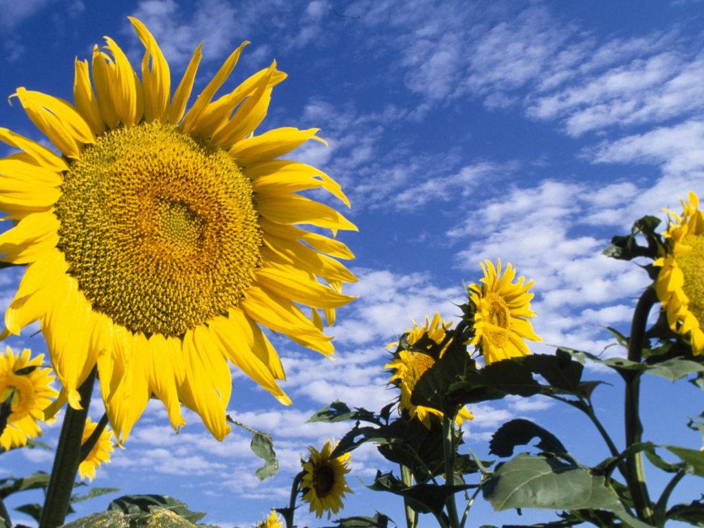 Colorful Sunflowers wallpaper
