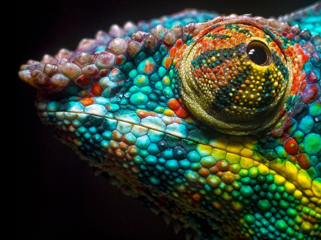 Colors of Chameleon wallpaper
