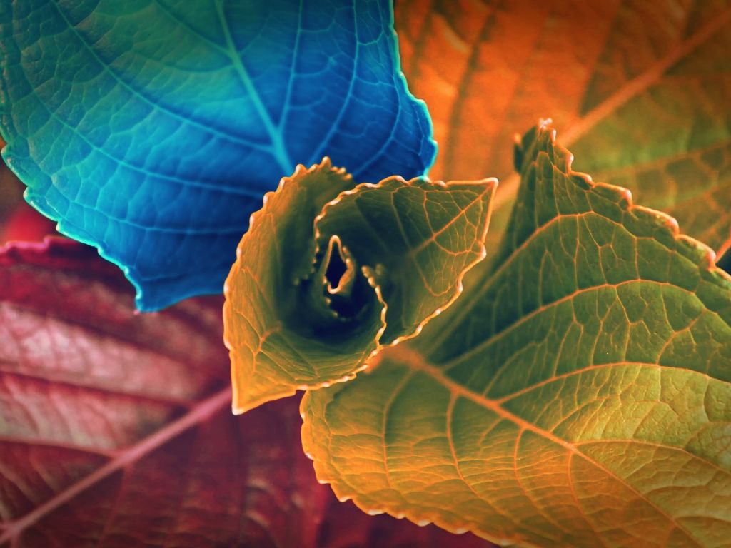 Colors of Leaves 23718 wallpaper