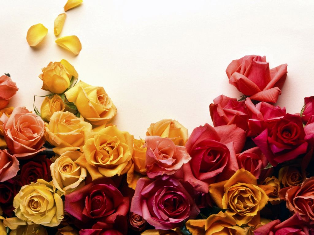 Colors of Roses wallpaper